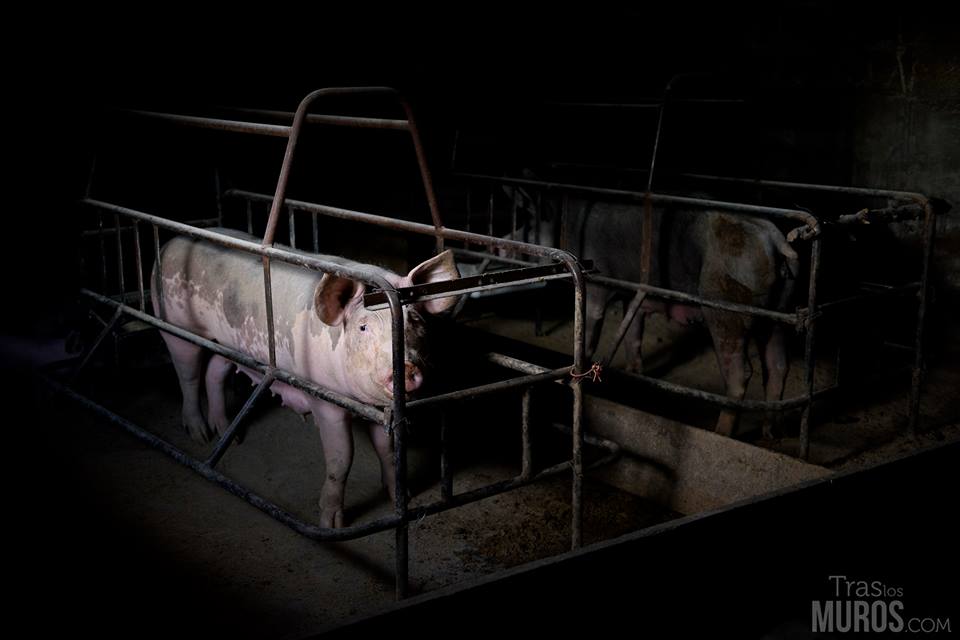 granja-cerdos-modulo-maternidad-explotacion-animal