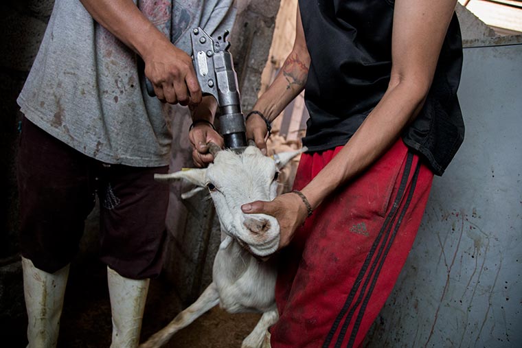 Matarife aturde a cabra en un rastro/matadero de México