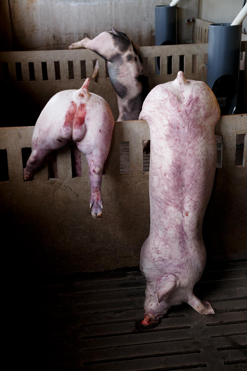 Bodies of drowned pigs inside of a farm.