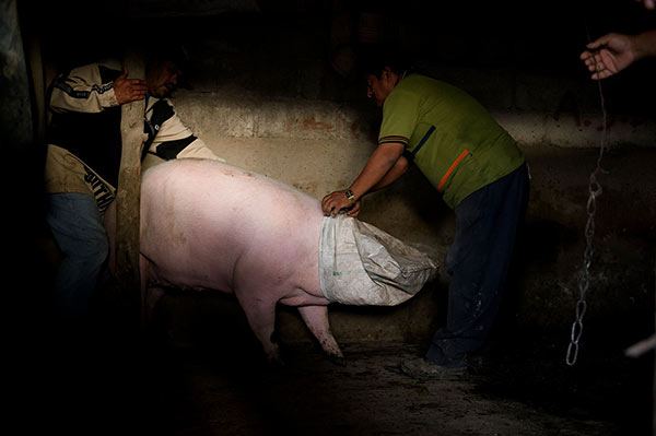 Pig slaughter in Mexico