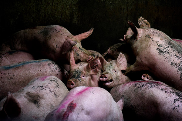 Slaughterhouse. What the meat industry hides.