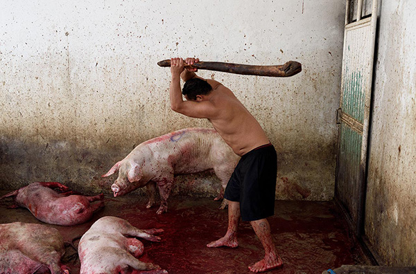 Slaughterhouses in Mexico: an investigation into the heart of the meat industry.