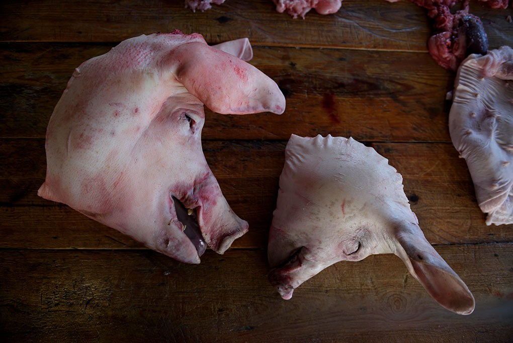 Pigs of head after slaughter