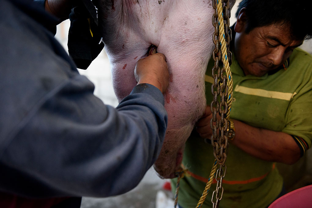 A pig is stabbed during the slaughter