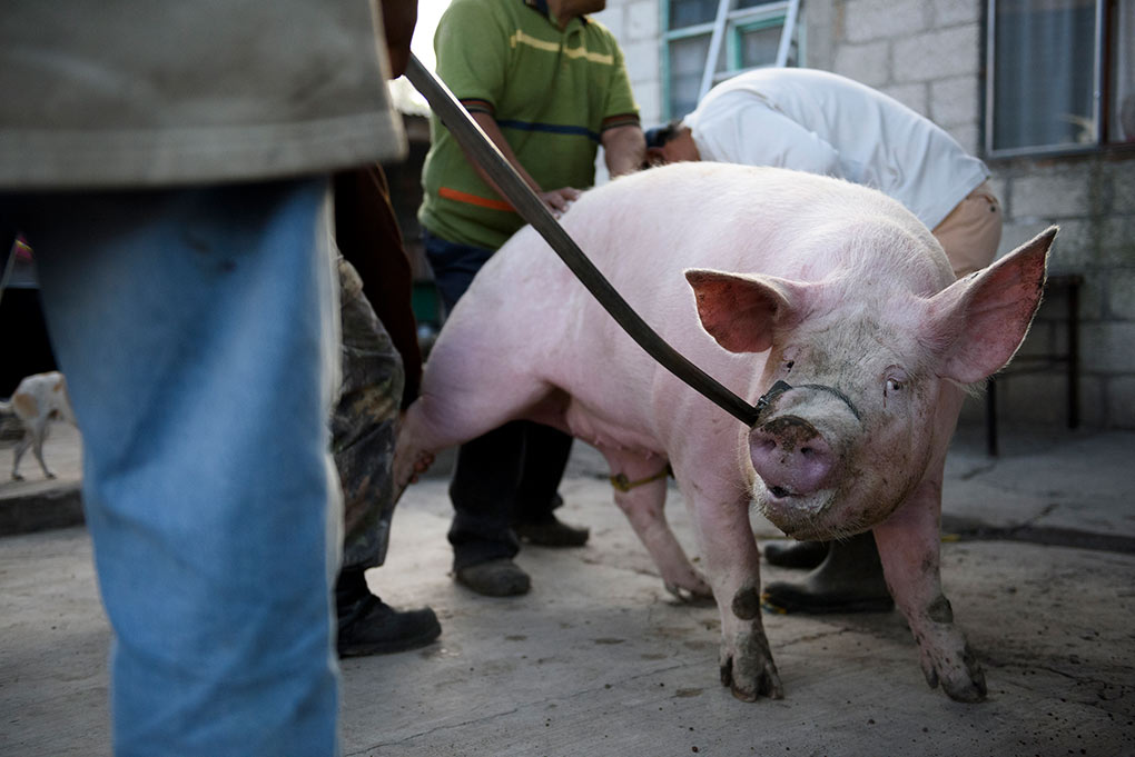 The pig is immbolised with a metallic contrivance hooked to its snout during the slaughter
