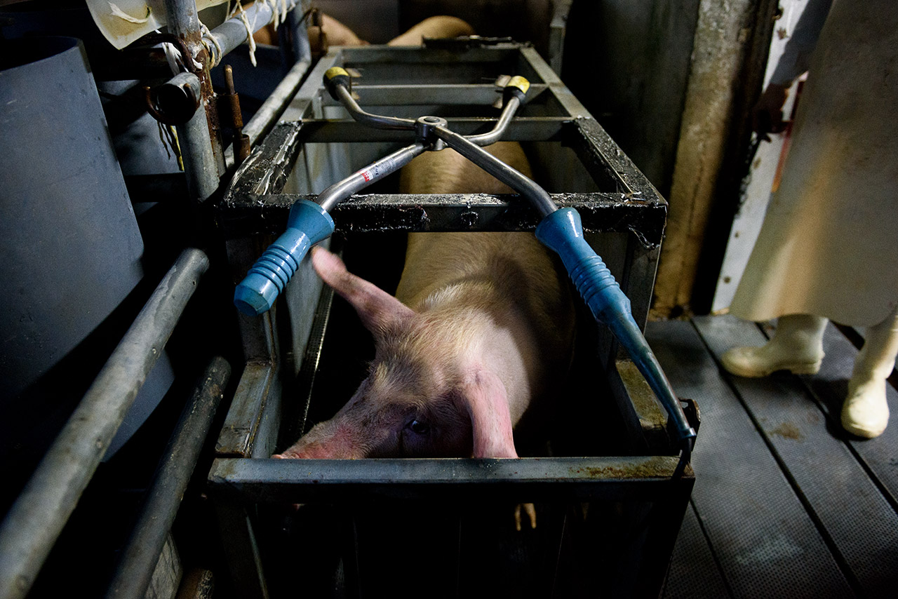 Cajón de aturdimiento en un matadero de cerdos.