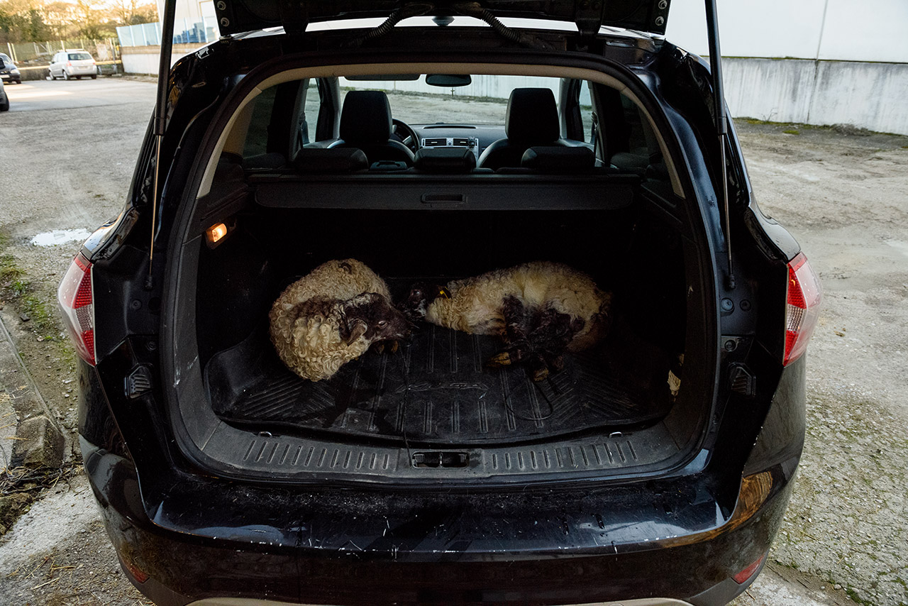 Dos corderos llegan al matadero en el maletero de un monovolumen con una soga atada a sus cuatro patas.