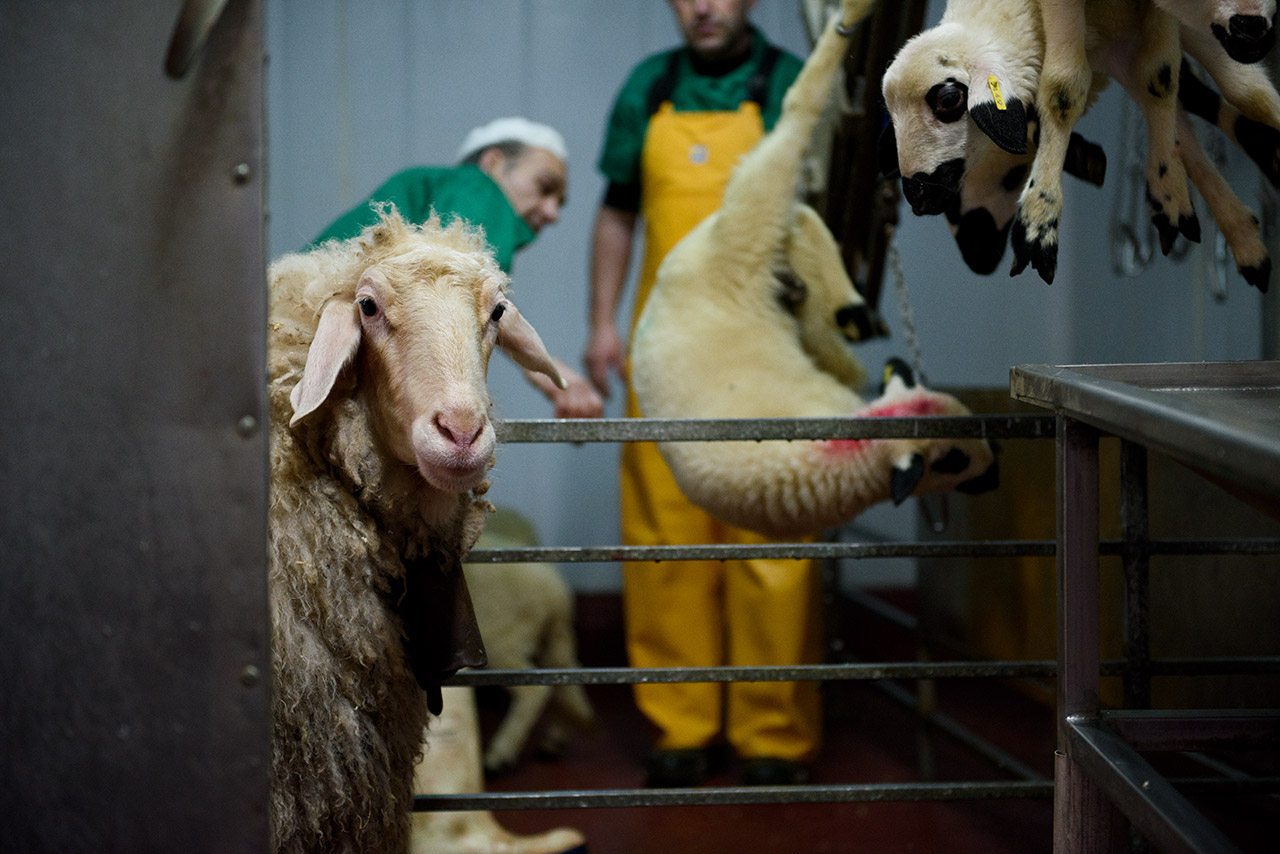 En algunos mataderos se utilizan ovejas guía para conducir a los corderos hasta la zona de matanza.