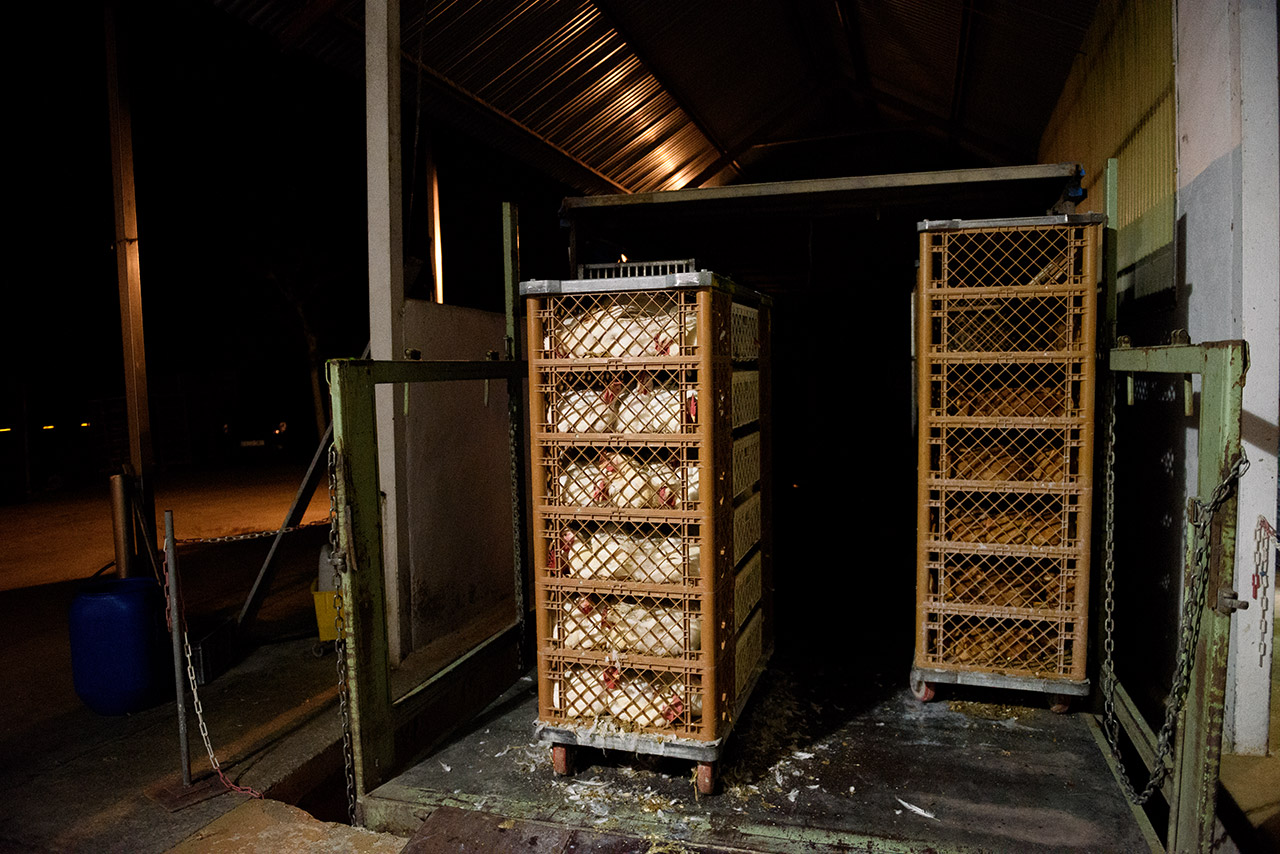 Las aves llegan en contenedores apilados que son dirigidos hasta el área de desangrado.
