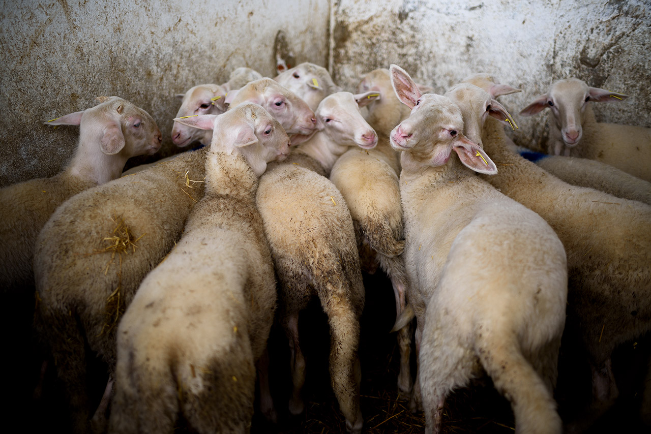 Corrales de un matadero de ovejas. Estado español, 2018.