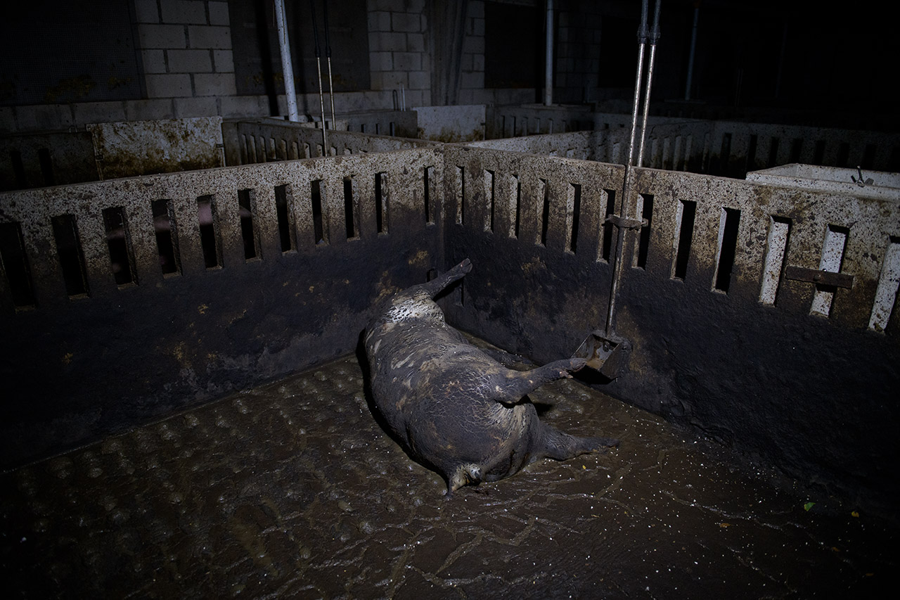 Cadáver de cerdo en estado de descomposición