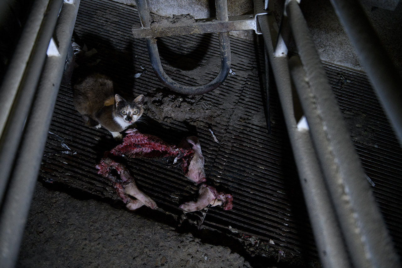 Gato devorando el cadáver de un lechón en el interior de una jaula de maternidad.