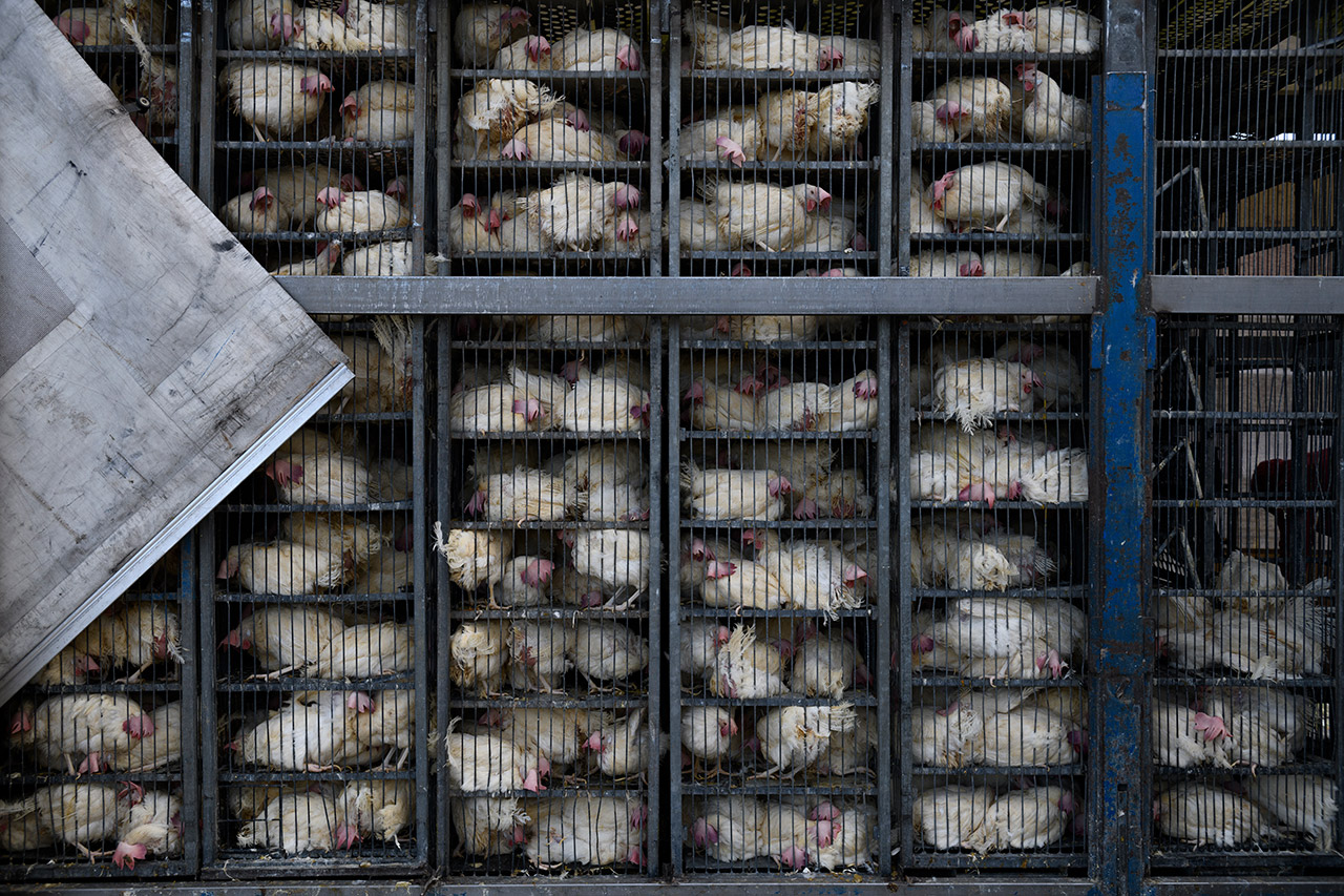 Carga de gallinas en el camión que las transporta de la explotación al matadero.