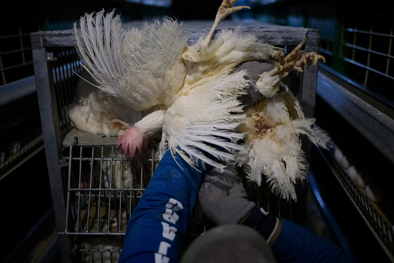 Durante el vaciado de la granja muchas gallinas reciben golpes en su cabeza, alas y otras partes del cuerpo, son cogidas de forma violenta por sus patas y sufren fracturas en los huesos.