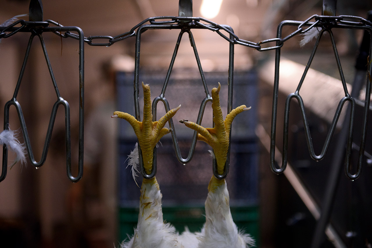 Pollo suspendido de los grilletes de la cinta transportadora.