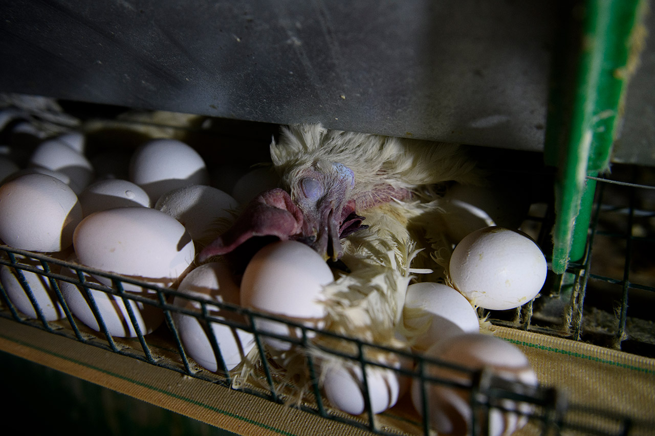 La industria del huevo. Gallinas en jaulas.