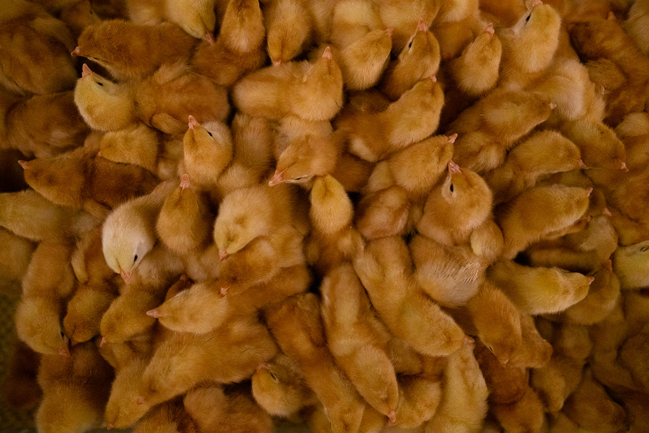 Las pollitas de un día —futuras gallinas— llegan a la granja con uno, dos o tres días de vida.
