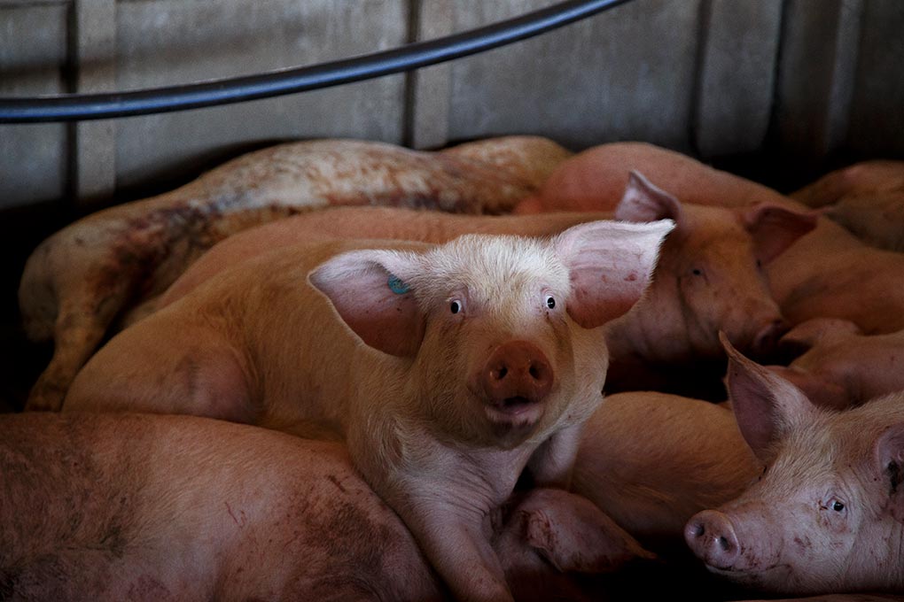 Cerdos en estado de hipotermia en una de las granjas anegadas del río Ebro
