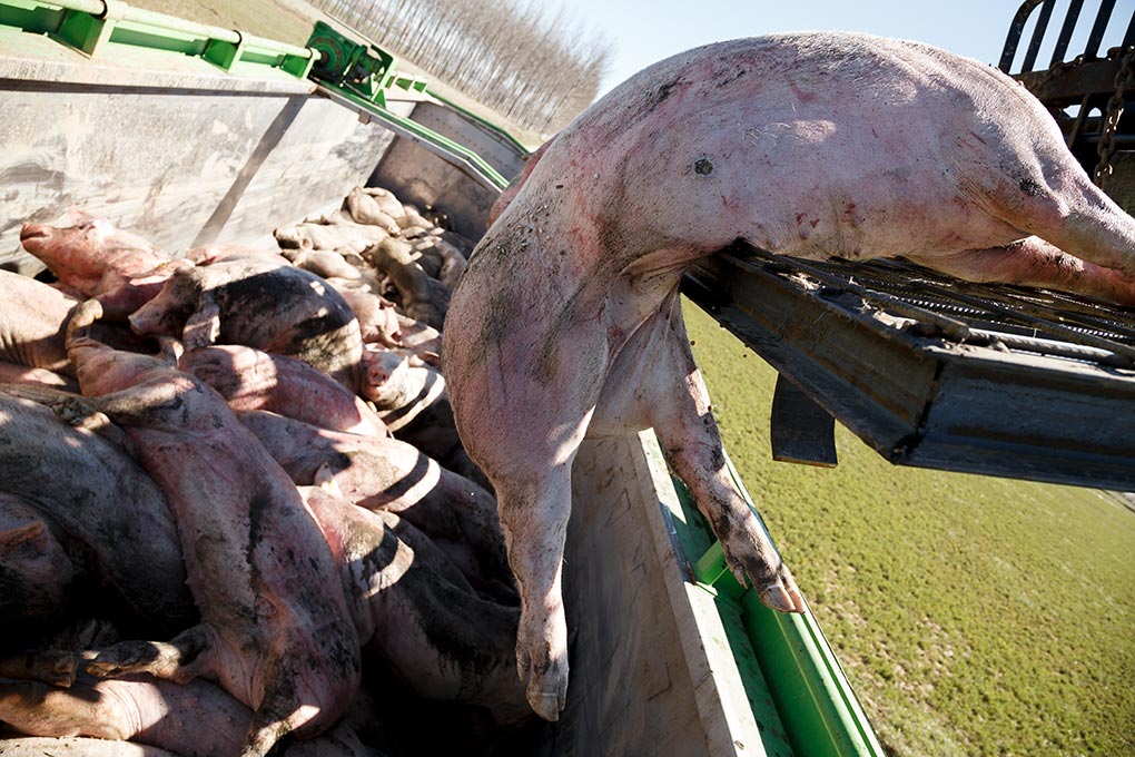 Cerdos apilados en camiones después de las inundaciones del río Ebro
