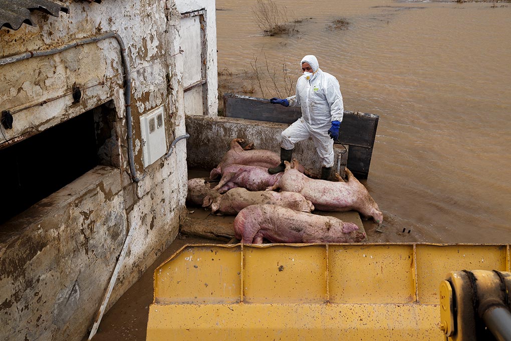 Operario recoge cerdos muertos granjas anegadas río Ebro