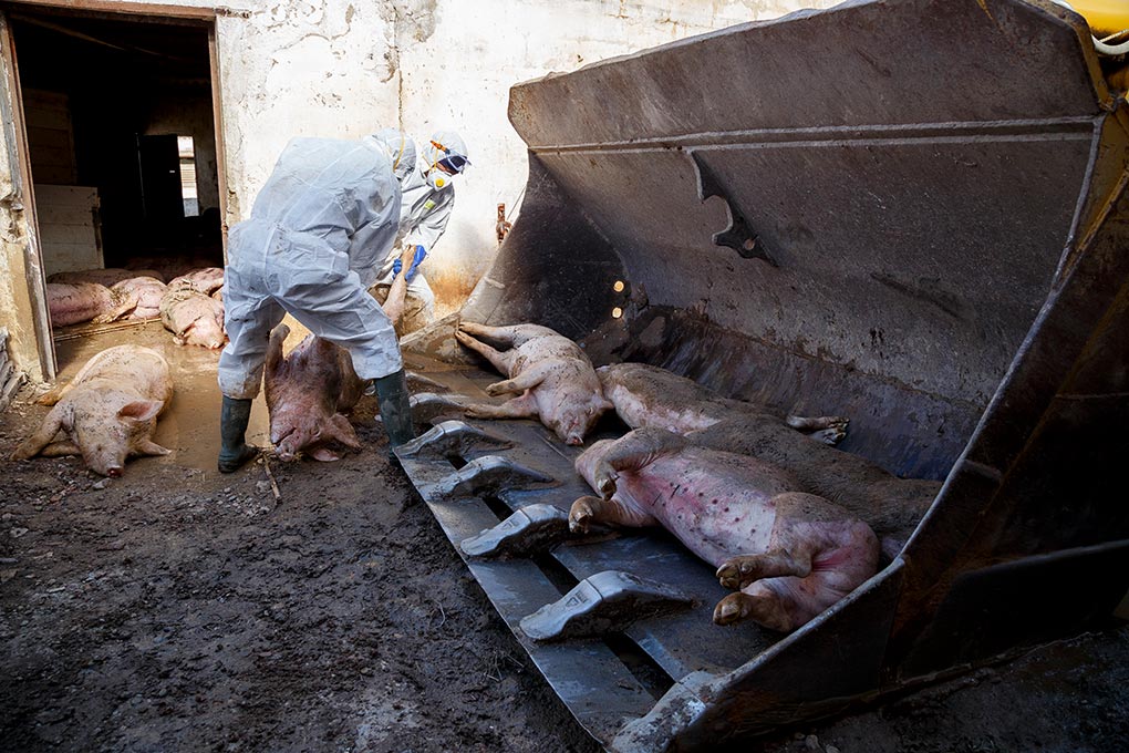 Operarios recogen cerdos muertos granjas anegadas río Ebro