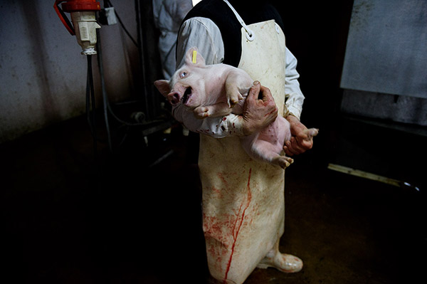 Dentro del matadero: una investigación sobre la matanza industrial de animales.