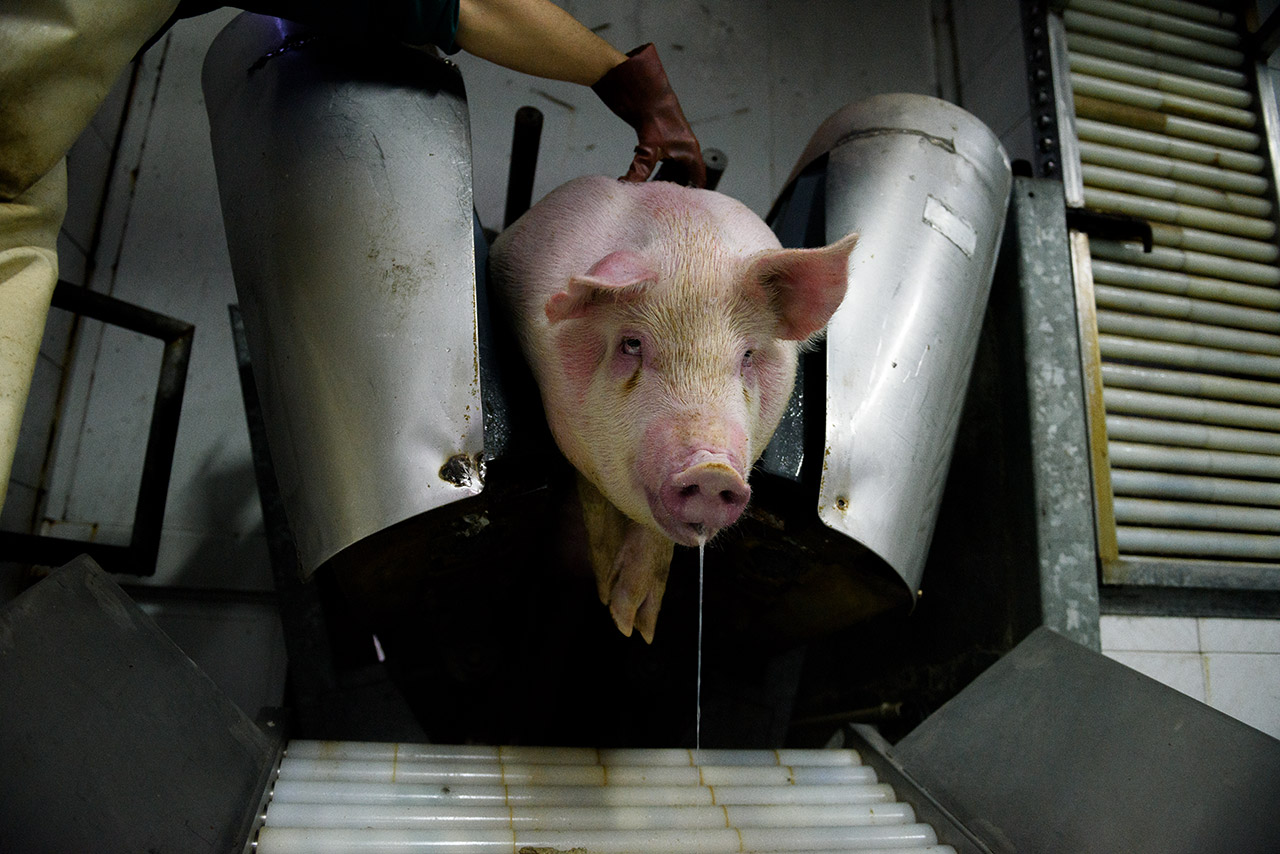 Un cerdo es empujado mediante el restrainer tras recibir una descarga eléctrica.