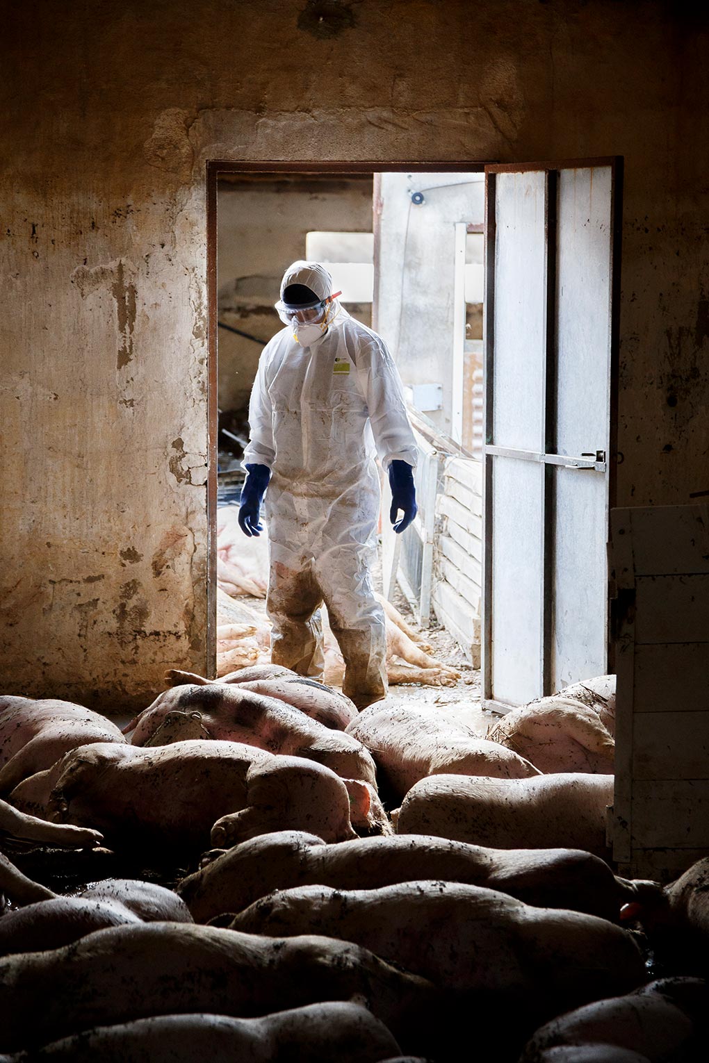 An operator equipped with a biosafety suit observes a pile of carcasses in one of the farms affected by the overflood of the river Ebro.