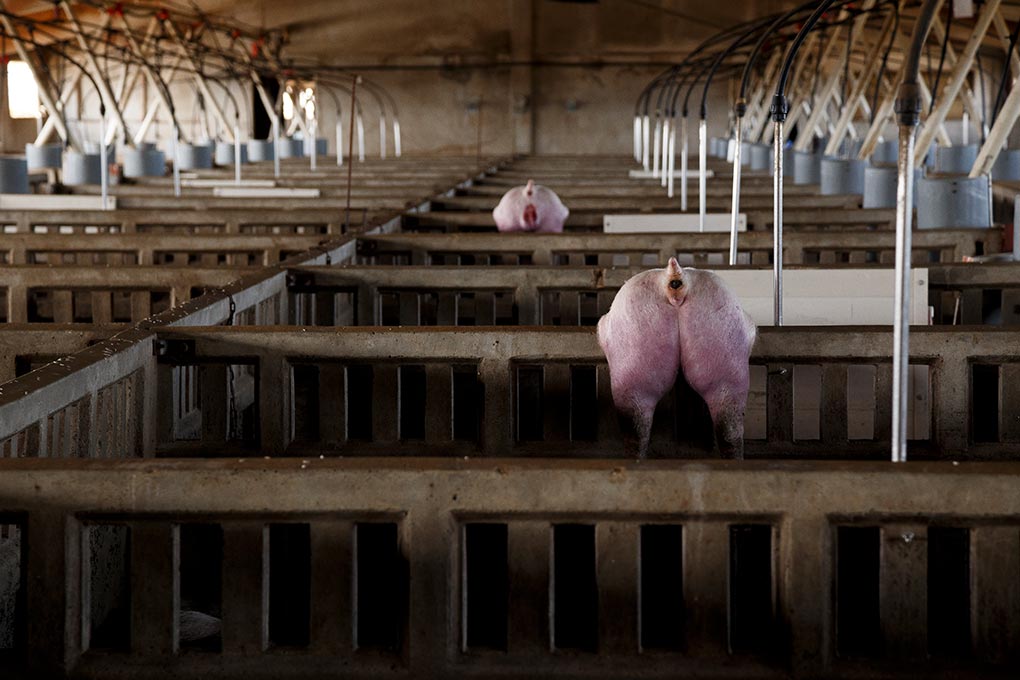 Cuerpos de cerdos muertos colgados de la granja tras las inundaciones del río Ebro