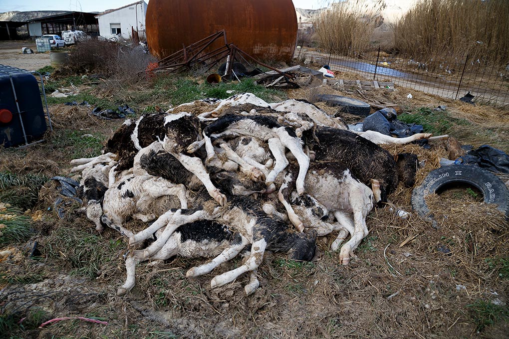 Terneros muertos y apilados en una granja afectada por las inundaciones del río Ebro