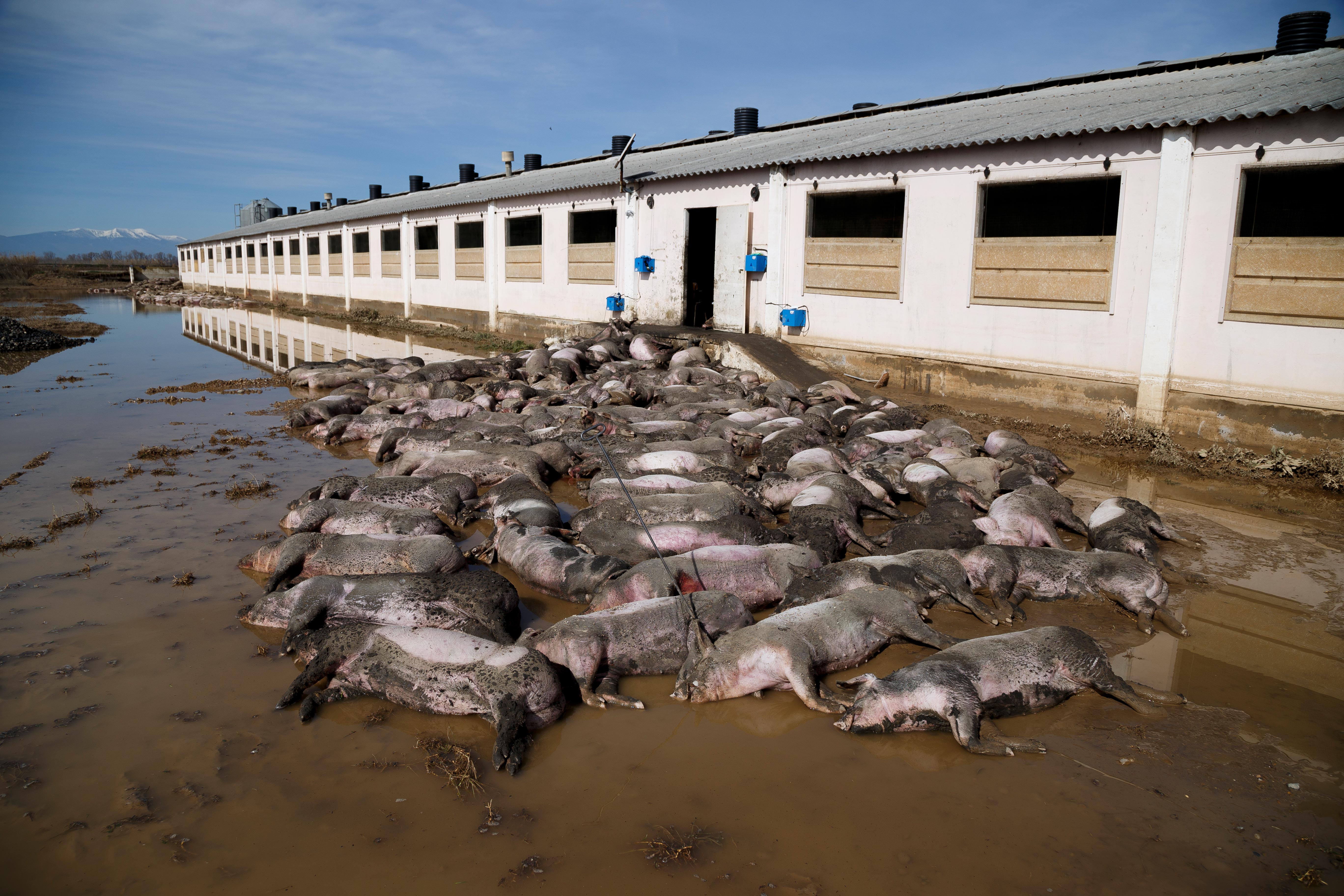 Carcasses of pigs stacked on the outskirts of a farm after being removed from the inside of the farm because of the floods suffered by the overflood of the river Ebro. 