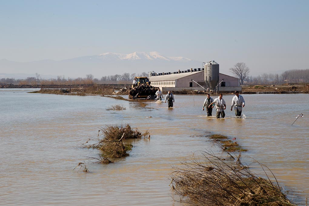 Operarios sacan cadáveres cerdos granja inundada río Ebro