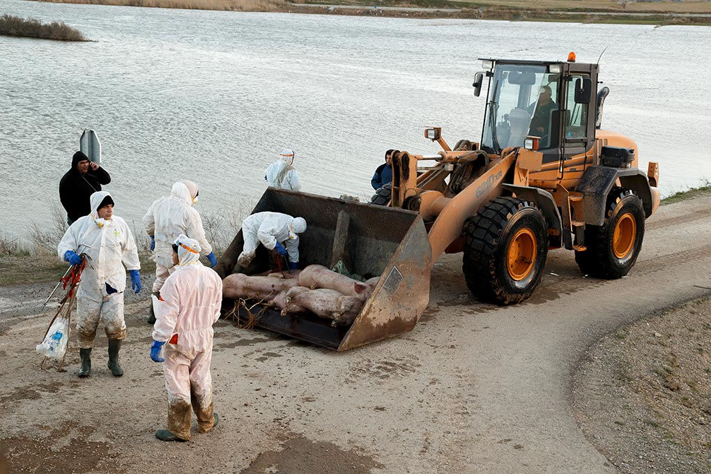Several operators remove the carcases of pigs