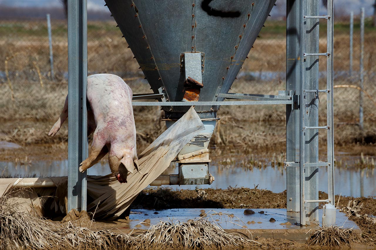 The carcase of a pig is suspended from a silo after the overflow of the river Ebro