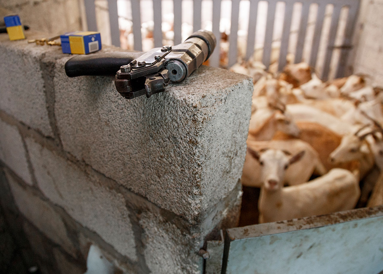 Goats are shot with a captive bolt pistol in order to stun them. This is not always done, and many of them get their throats cut while they are still conscious.