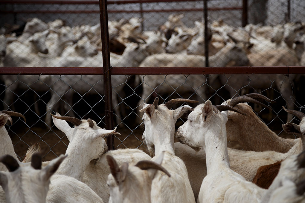 Downloading and classification area. Goats await to enter the slaughterhouse. 
