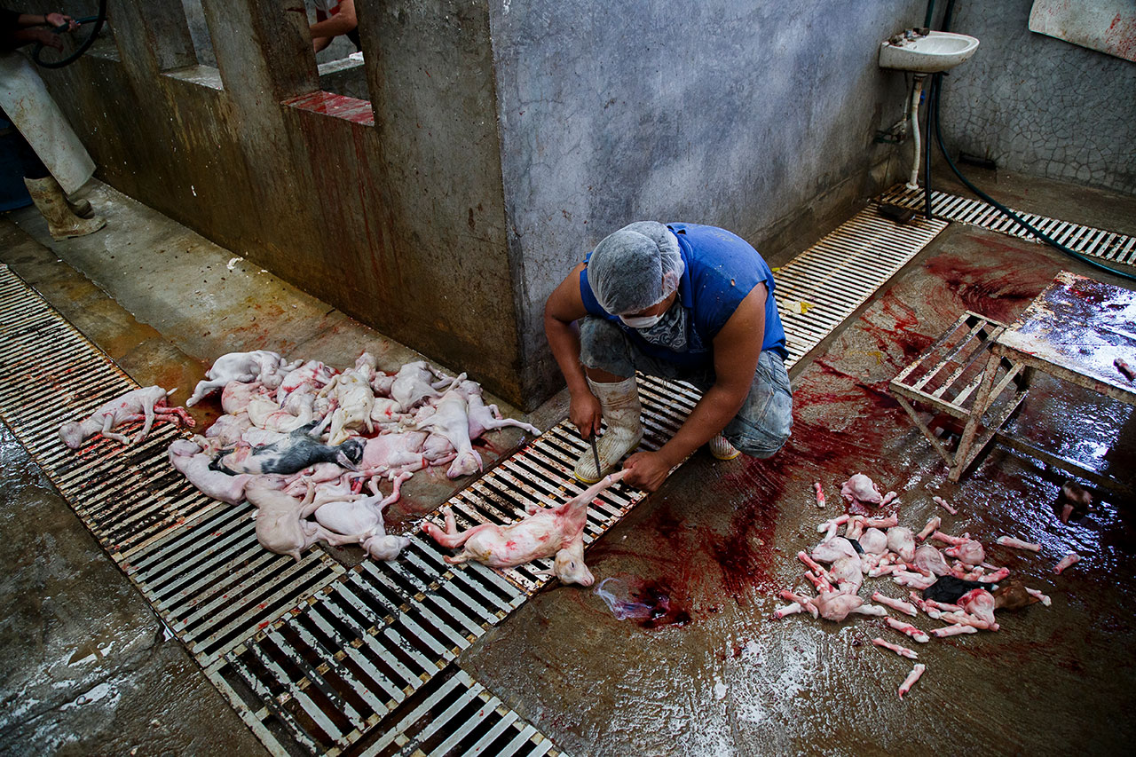 Many she-goats arrive pregnant at the slaughterhouse. In this picture a worker is dismembering several fetuses. 