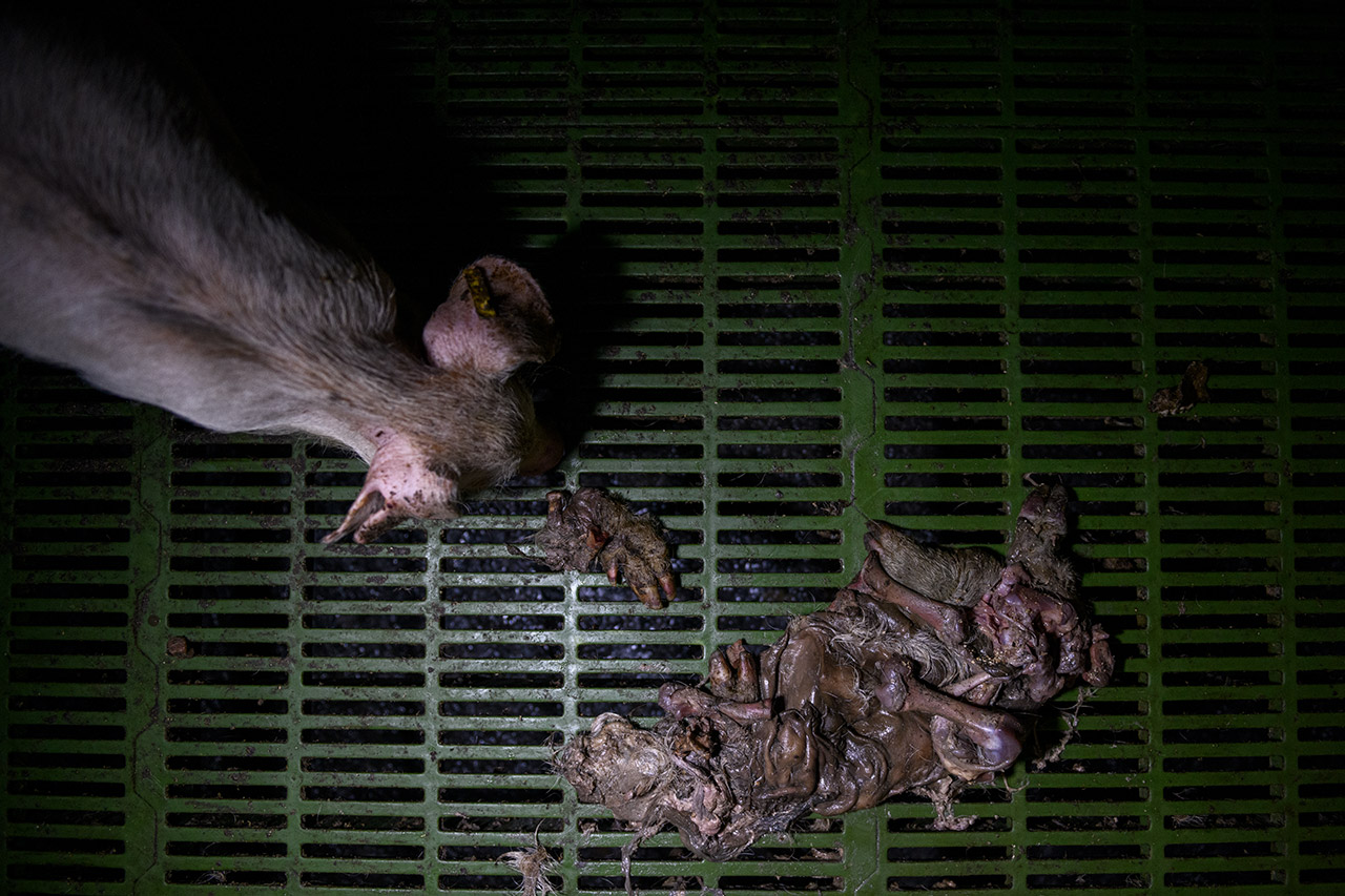 Decomposing body in an enclosure within the transition area, alongside live animals.