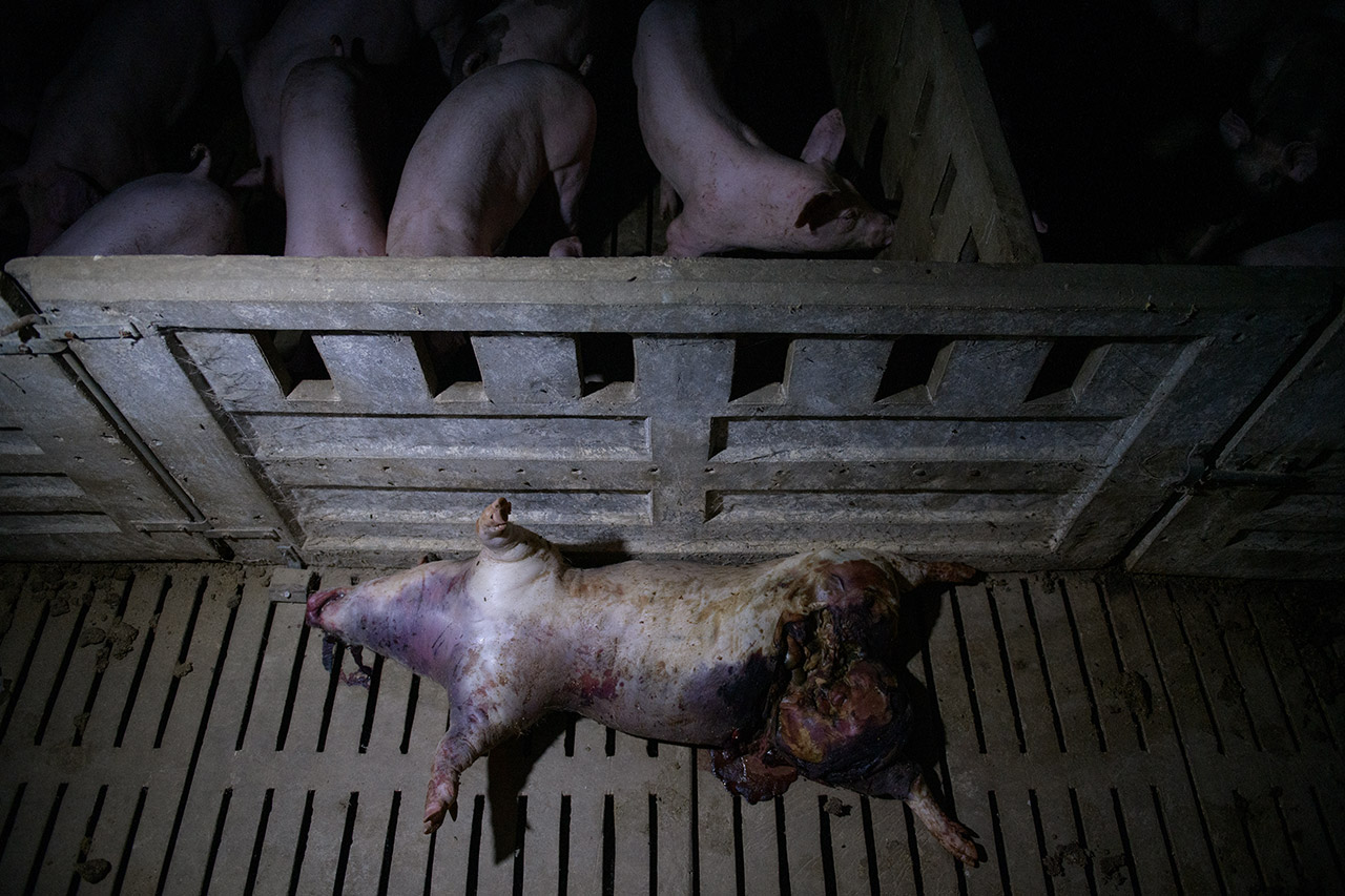 corpse-enclosures-pigs.jpg