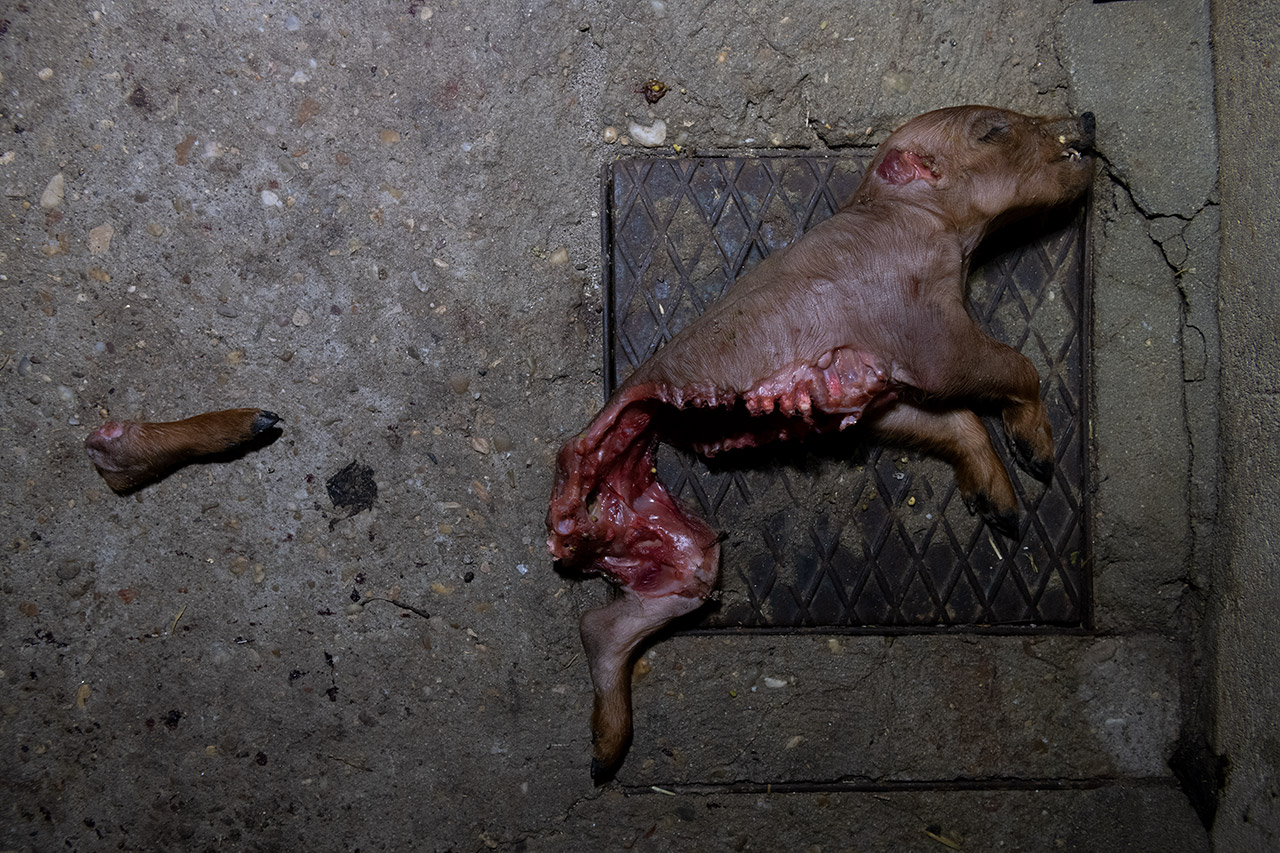 In the corridors of the farrowing area, outside the main rooms, it is common to find corpses of piglets that have been discarded on the ground.