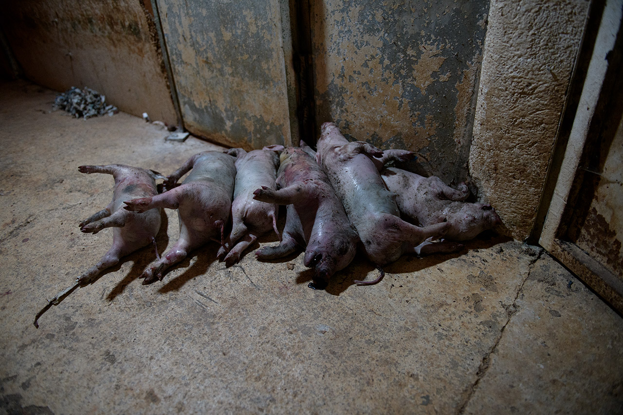 Corpses of piglets who did not survive the farrowing phase.