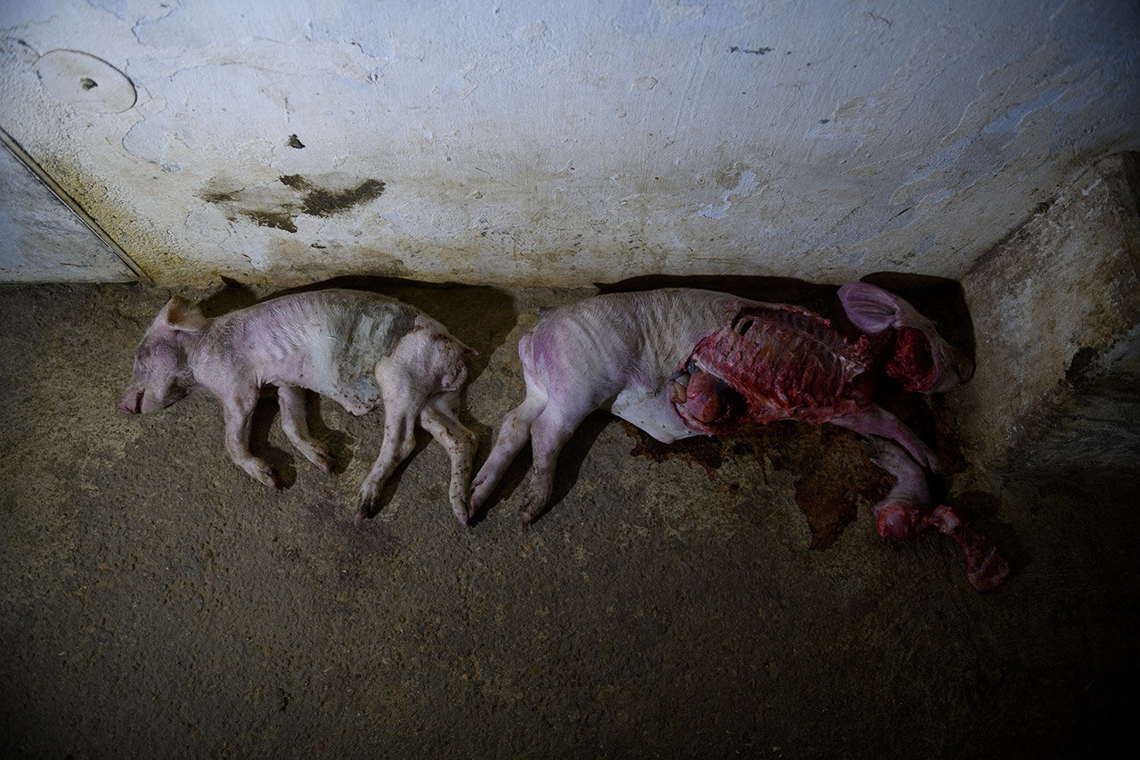 >Dead piglets, one partially consumed, in the corridor of the transition area.