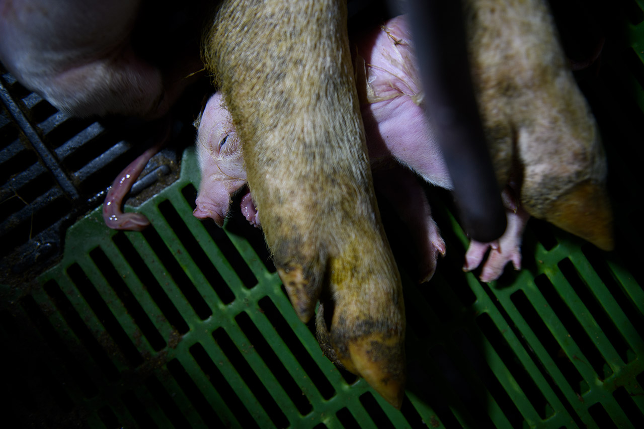 Crushing is one of the leading causes of death in piglets.