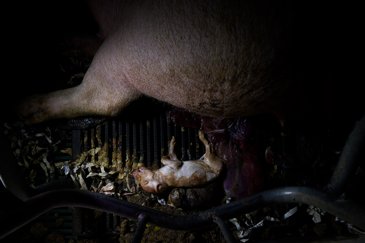dead-piglet-farrowing-crate.jpg