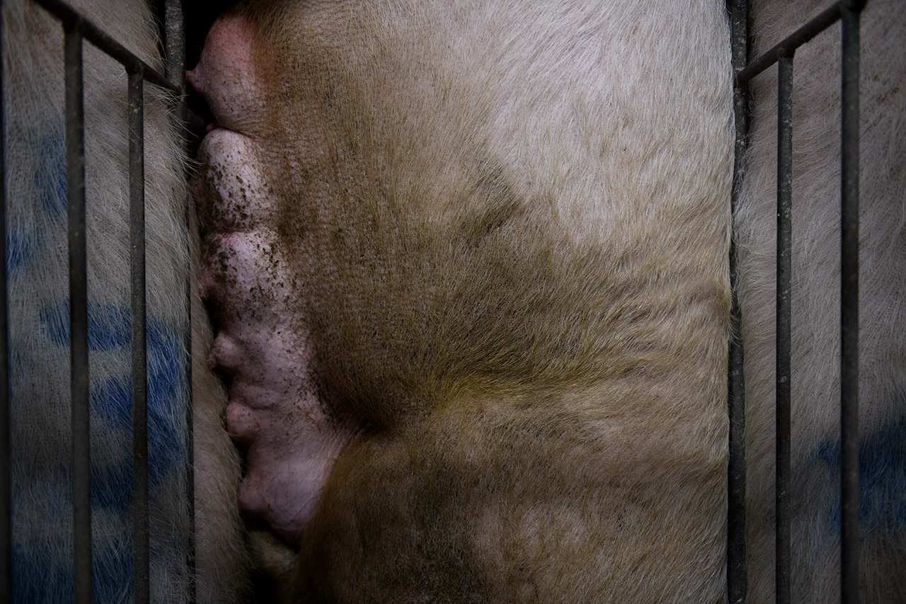 In gestation cages, sows cannot turn around and when they lie down their body is pressed against the bars.