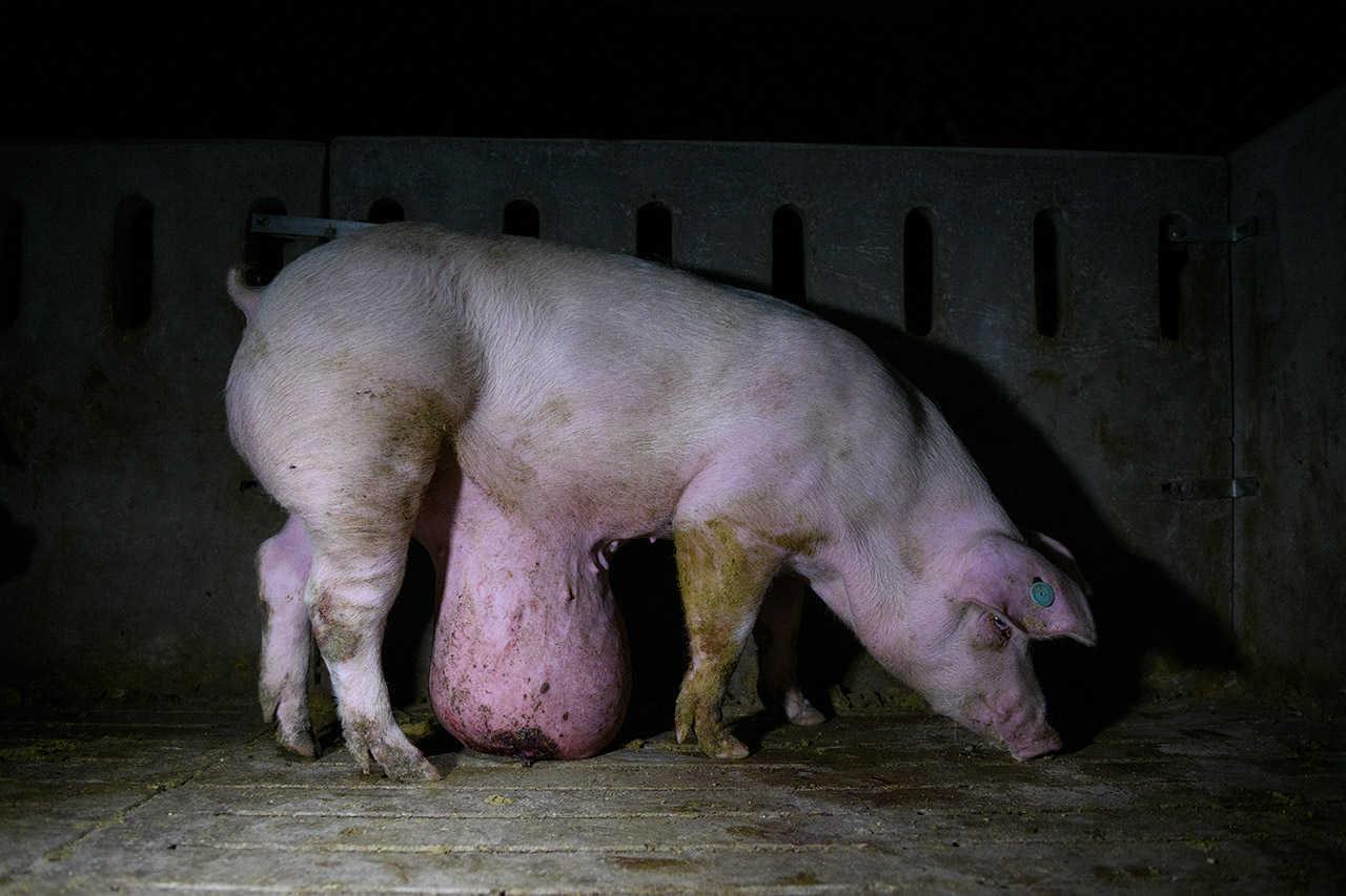 hernia-ulcer-floor-farm-pig.jpg