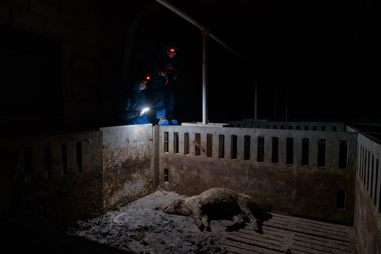 investigators-farm-pigs-cadaver.jpg