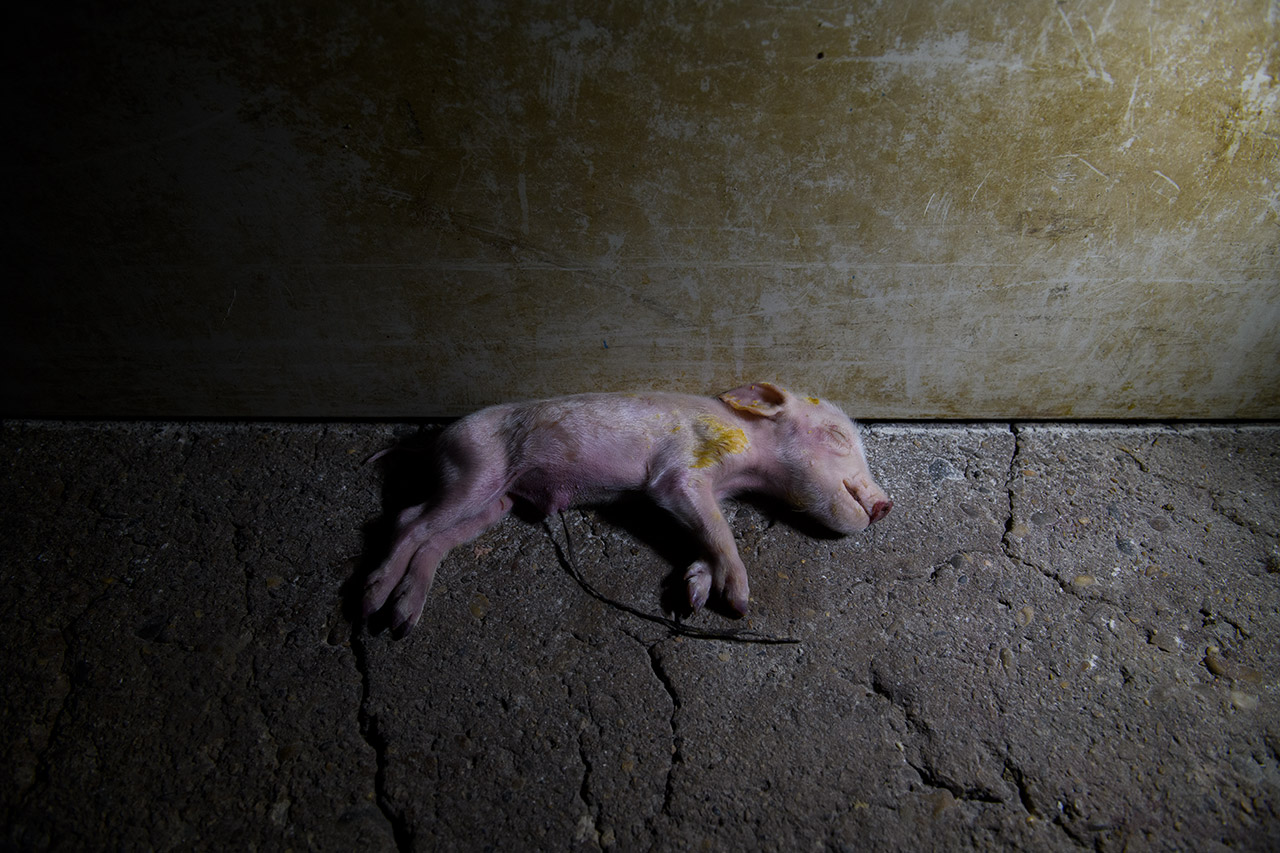 Lechón muerto, recién nacido, retirado del recinto de maternidad y echado al suelo.