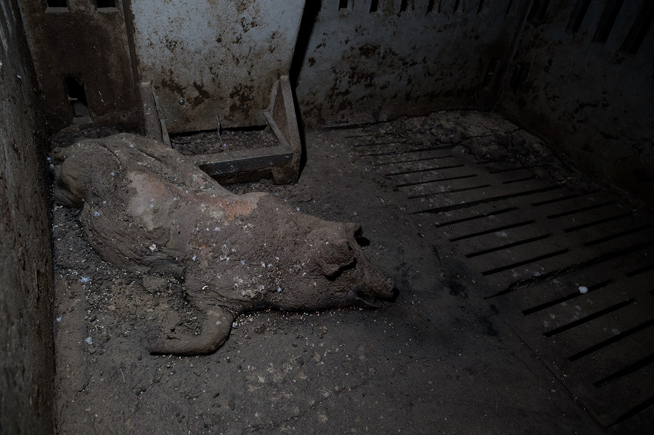 Pig carcass in a state of decomposition.