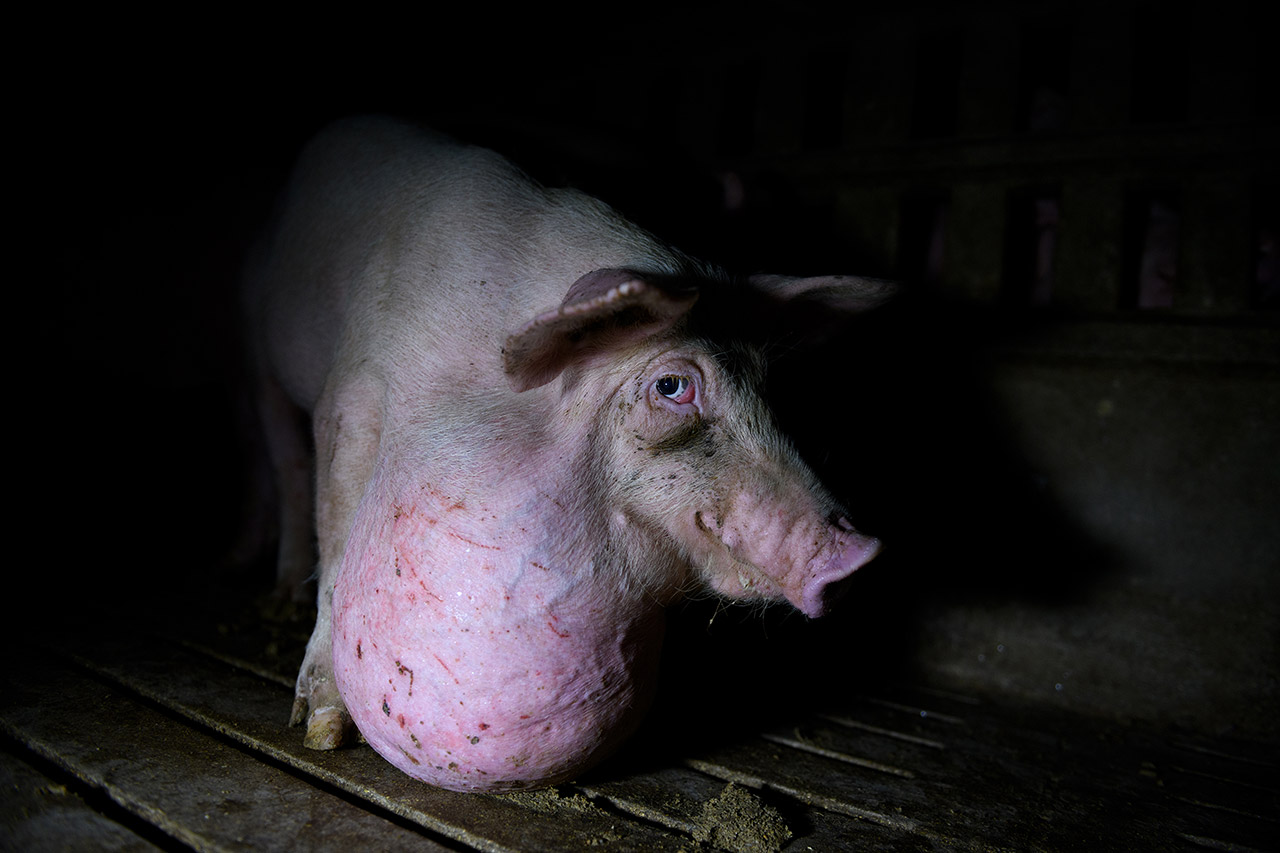 Factory: The industrial exploitation of pigs. Undercover investigation carried out by Tras los Muros in spanish pig farms.